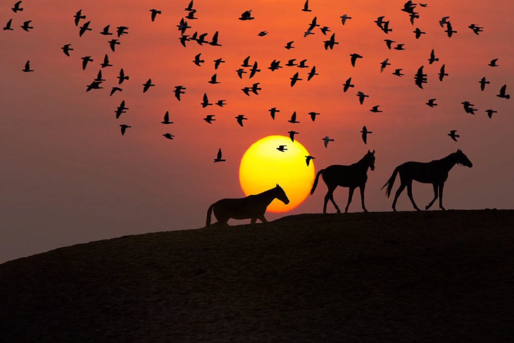 horses and sunset, hot to take stunning sunsets, dragonfly tour