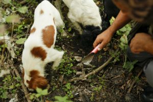 truffle hunting