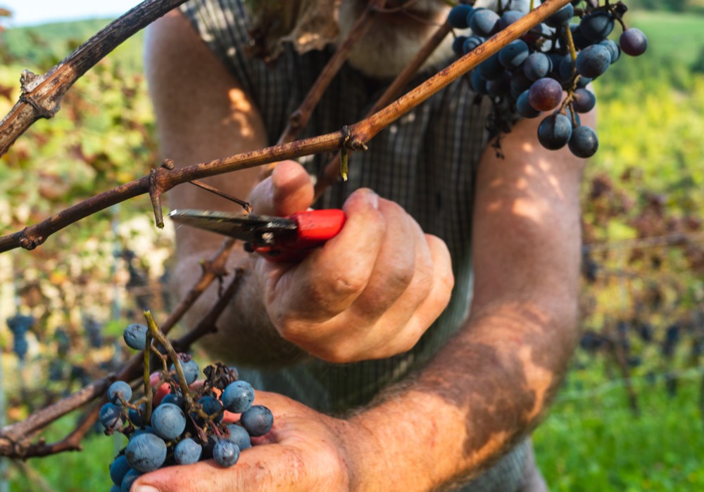 gourmet-vineyard